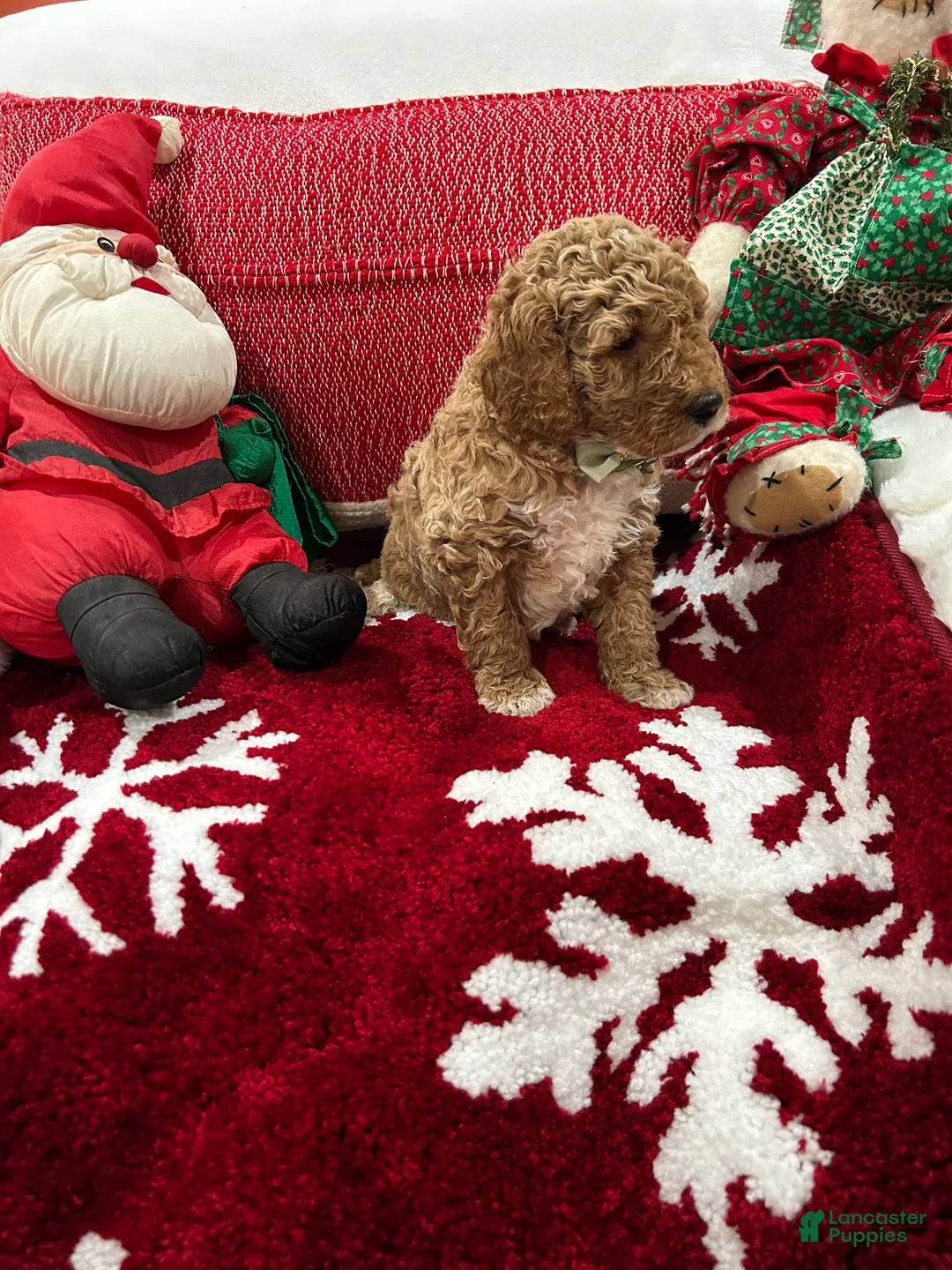 Mini Goldendoodle dogs for sale: Mini Goldendoodle Boots - Ad 1
