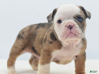 Mixed Breed dogs Turbo Merle blue eyes - Ad 37