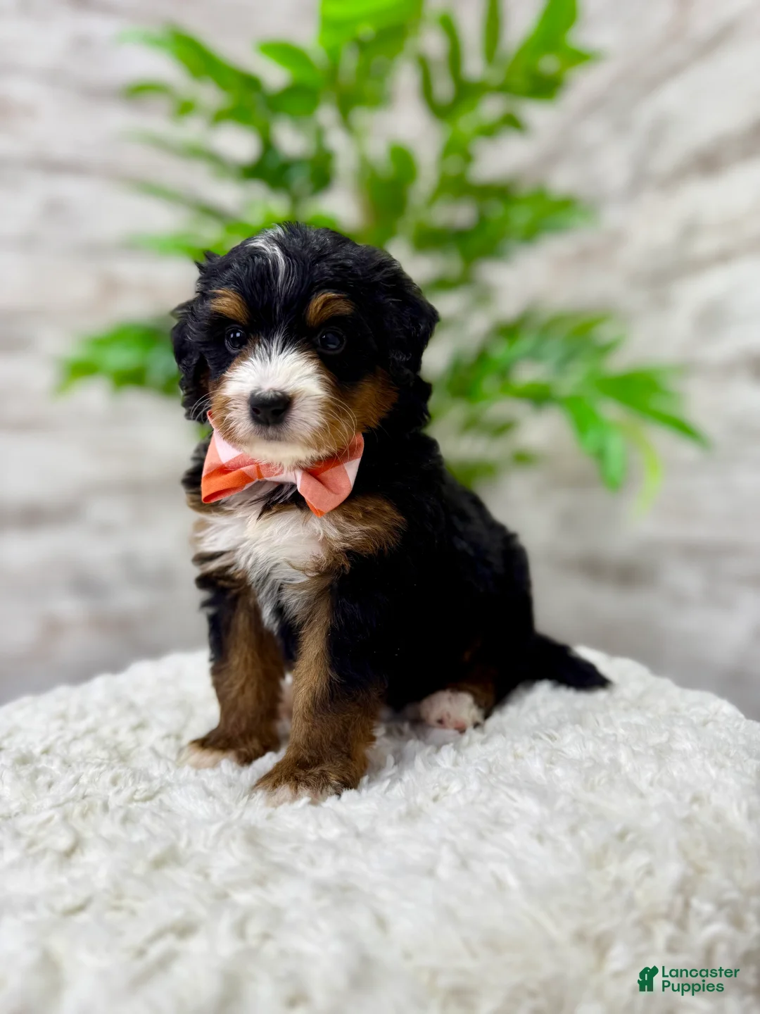 Mini Bernedoodle dogs for sale: 🥰 Macy - Ad 1