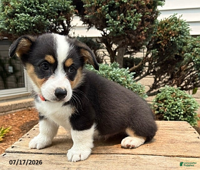 Welsh Corgi Pembroke dogs Gideon - Ad 2