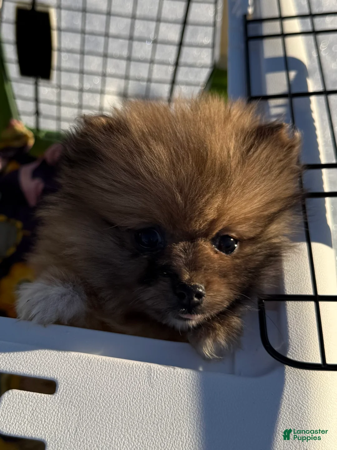 Pomeranian dogs for sale: Pomeranian Puppy 1 - Ad 2