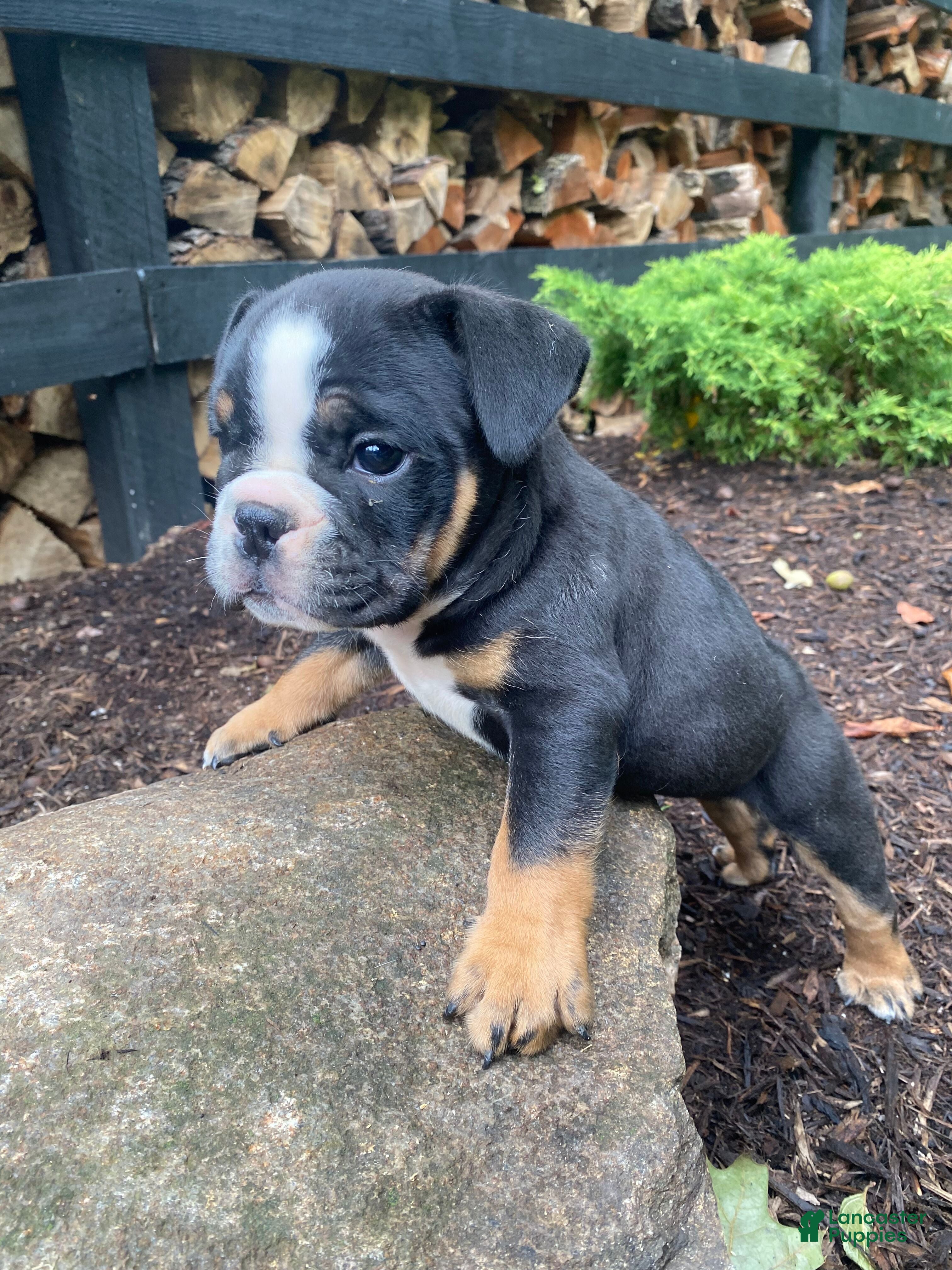 English Bulldog dogs Buster - Ad 2