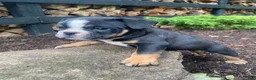 English Bulldog dogs for sale: Buster - Ad 2
