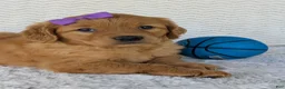 Golden Retriever dogs for sale: Miss Millie  - Ad 12