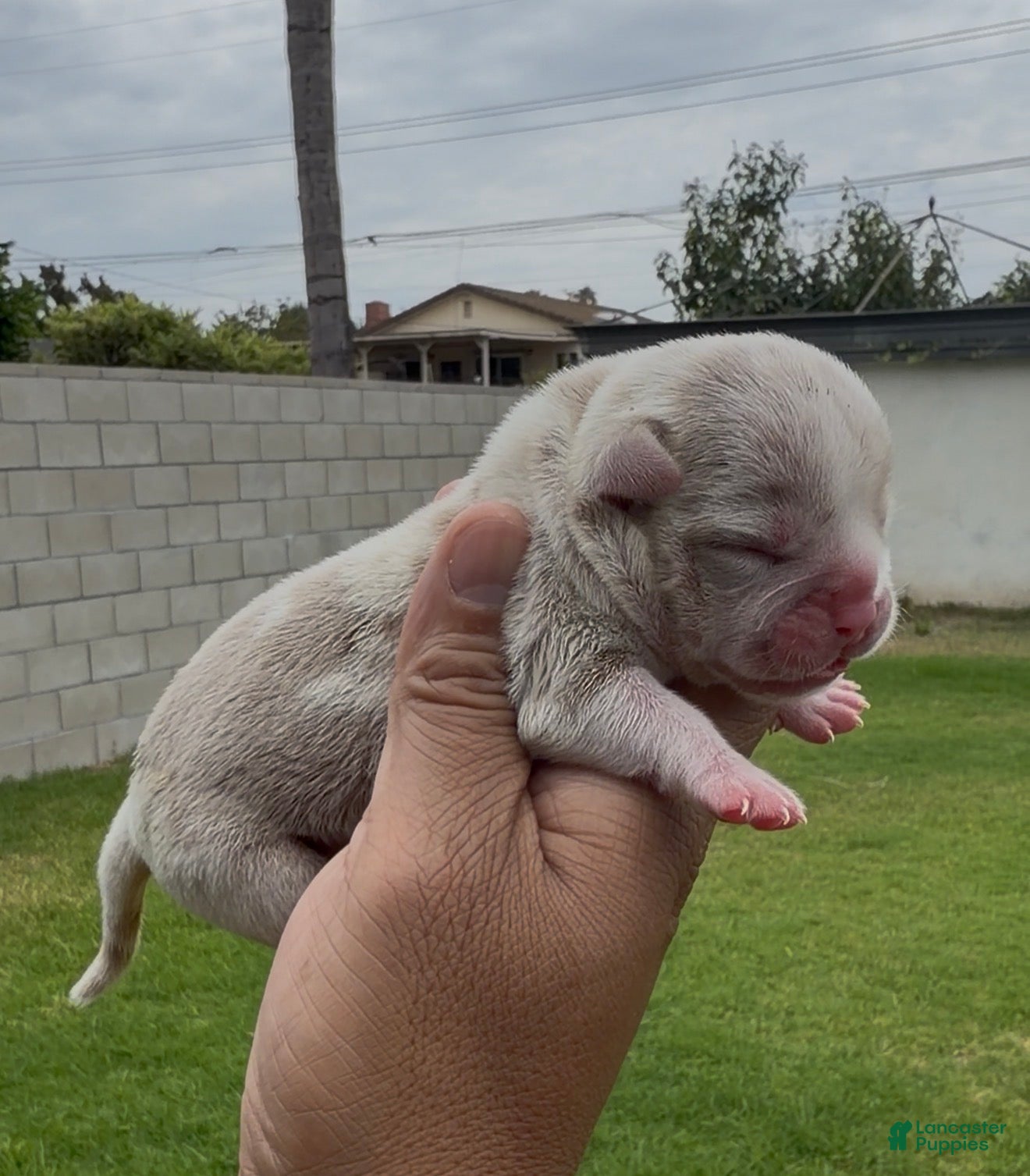 American Bully dogs American Bully 4 - Ad 9