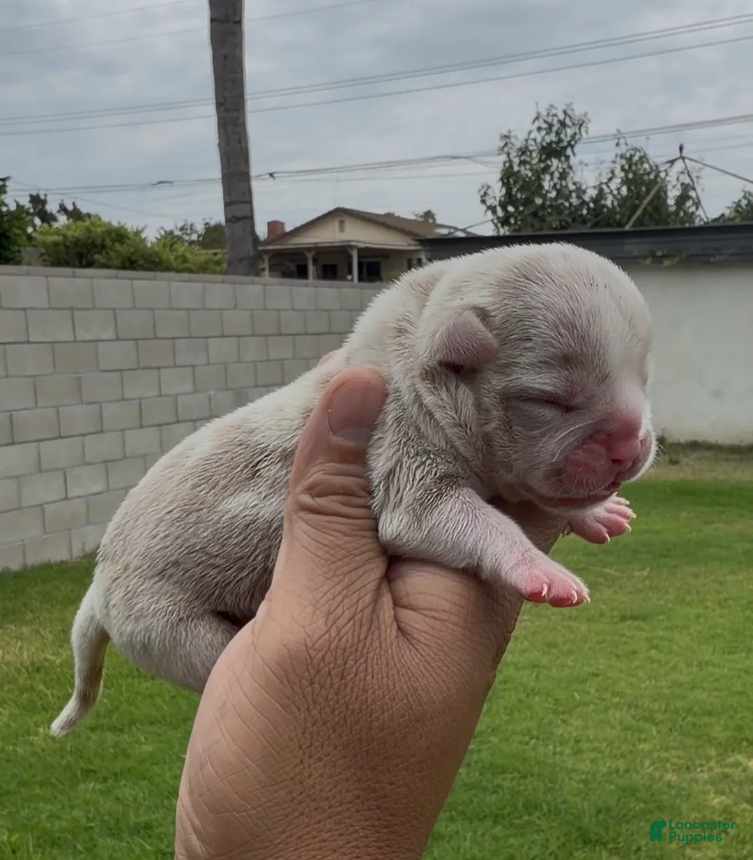 American Bully dogs for sale: American Bully 4 - Ad 1