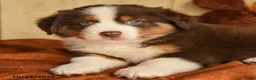 Australian Shepherd dogs for sale: Rusty - Ad 5