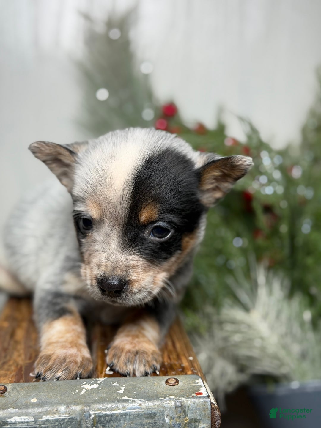 Australian Cattle Dog dogs for sale: Australian Cattle Dog Puppy 3 - Ad 7