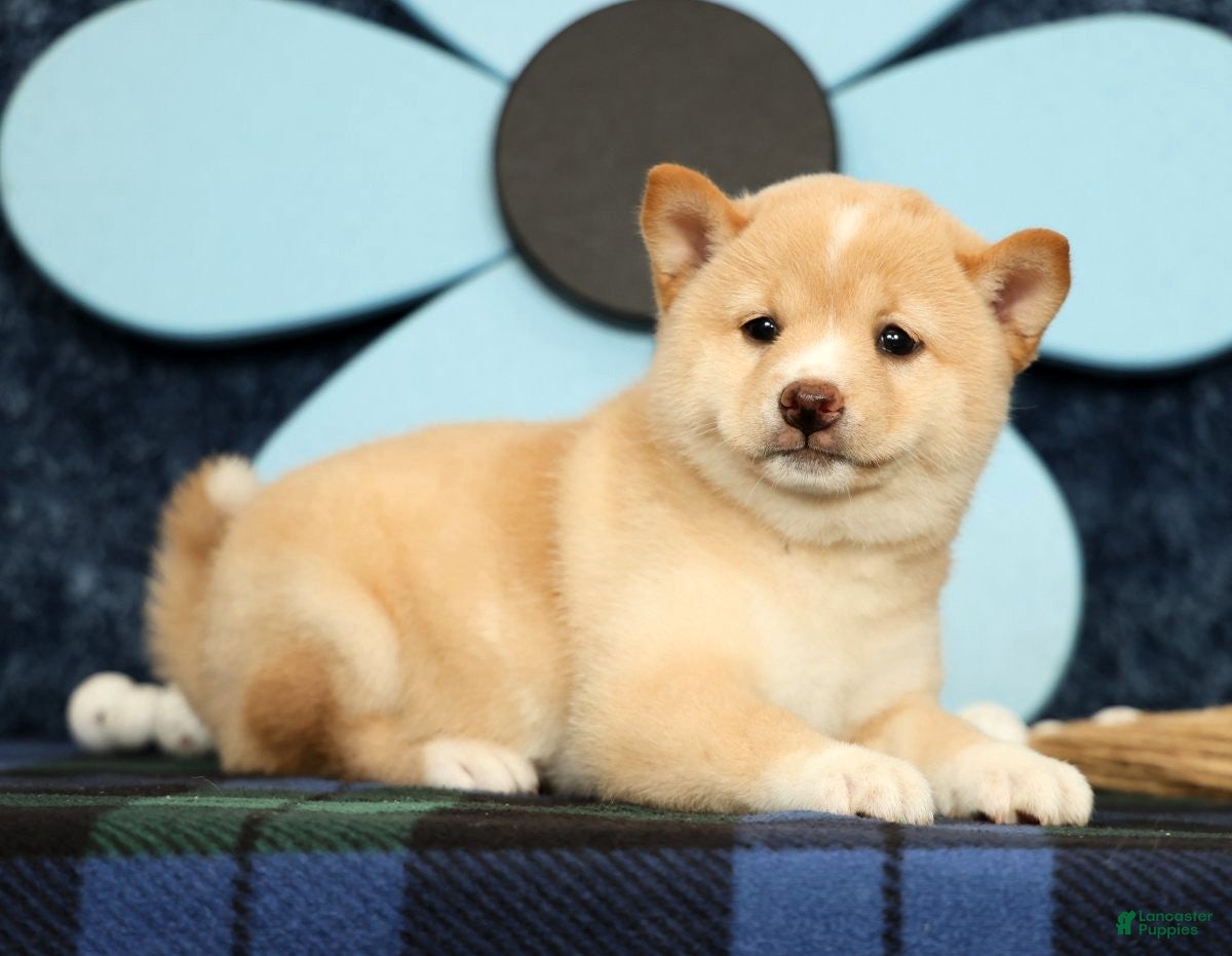 Shiba Inu dogs Kerry - Ad 2