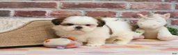Shih Tzu dogs for sale: Freckles  - Ad 6