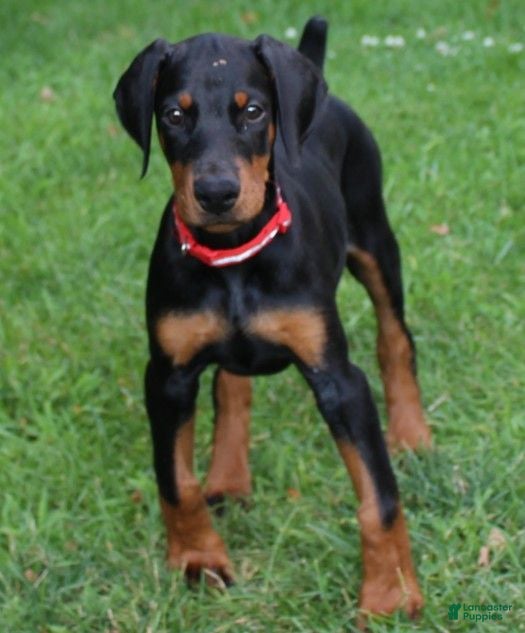 Doberman Pinscher dogs Rosie - Ad 1