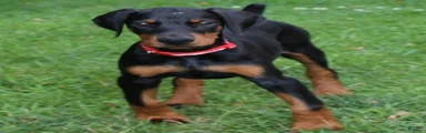 Rosie