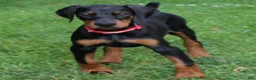 Doberman Pinscher dogs for sale: Rosie - Ad 1