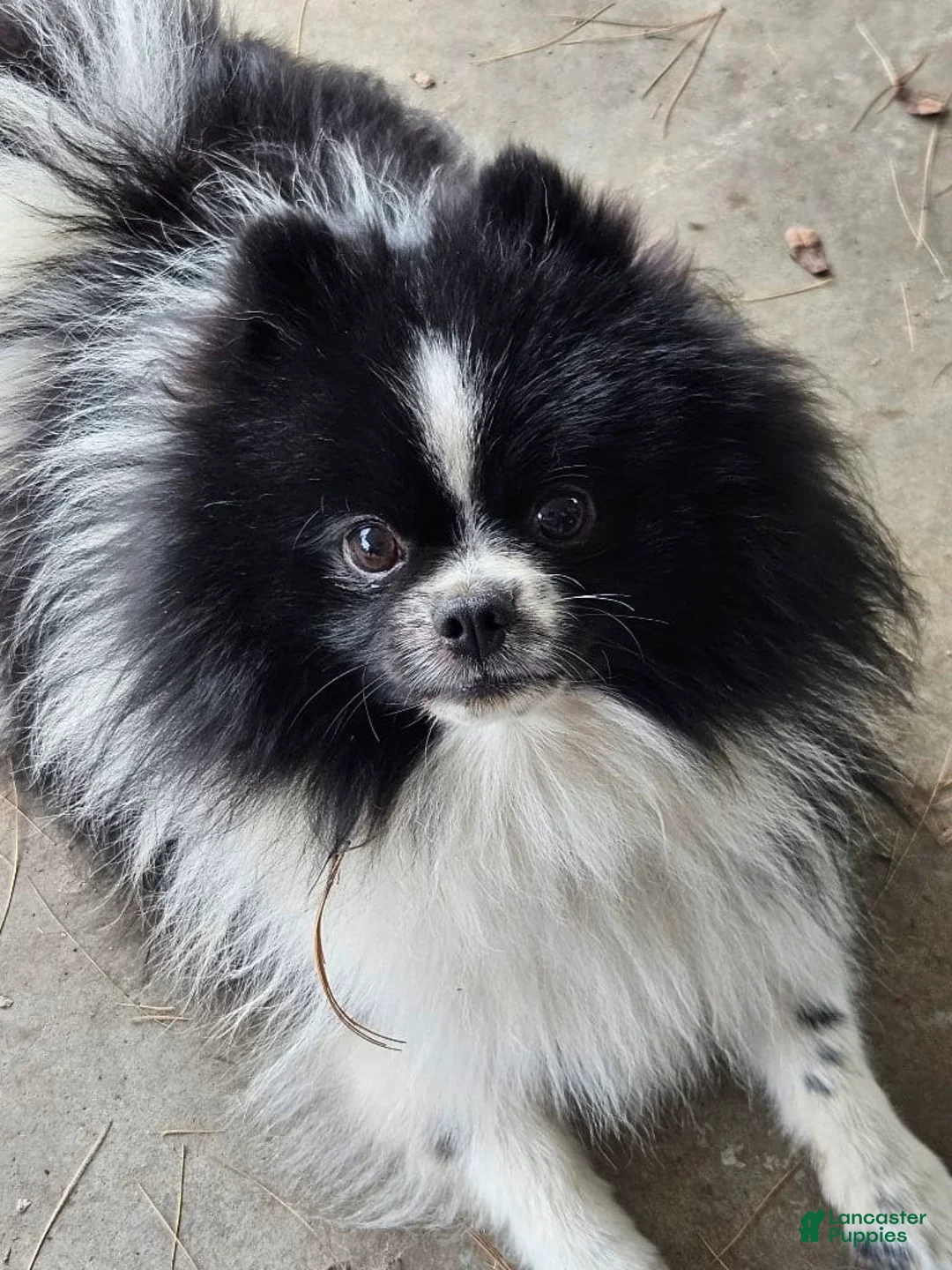 Gallery Image {{count}}