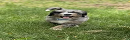 Bernedoodle dogs for sale: Colby - Ad 2