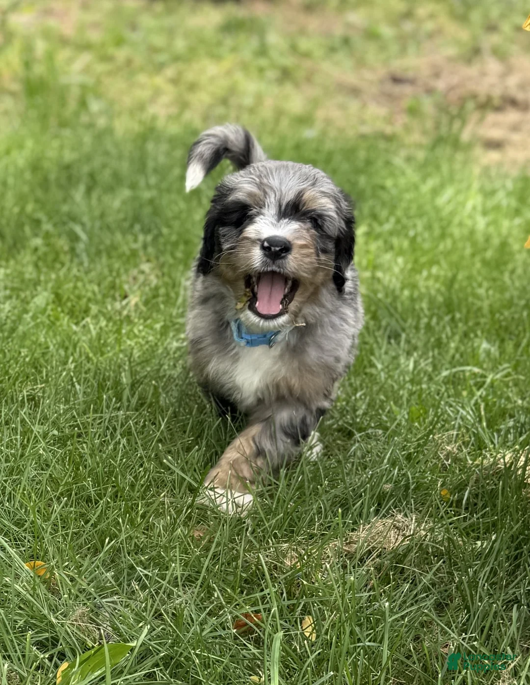 Bernedoodle dogs for sale: Colby - Ad 2