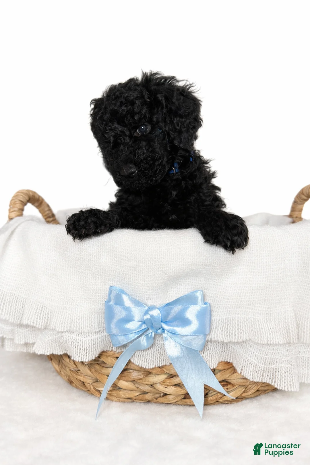Goldendoodle dogs for sale: Black Mini Goldendoodle Male - Ad 2
