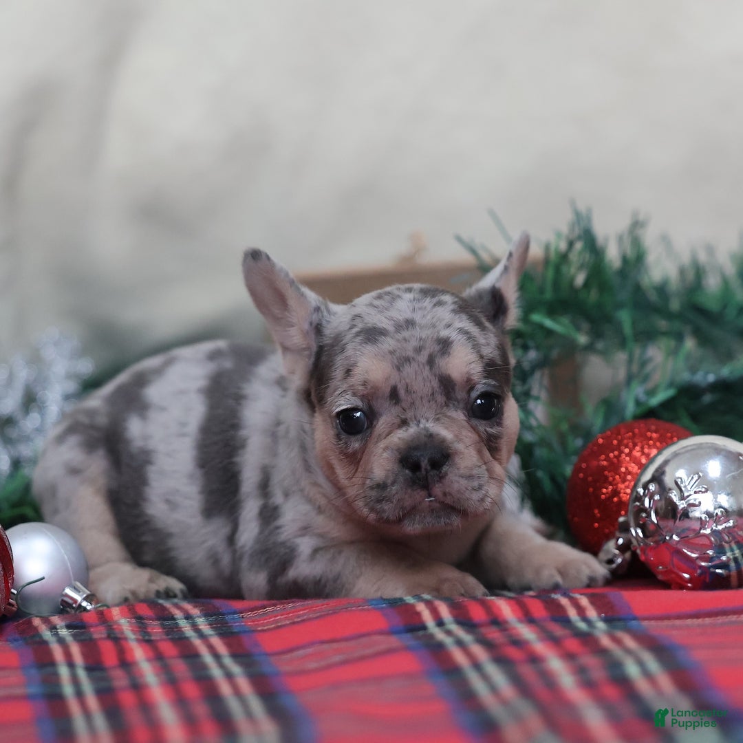 French Bulldog dogs for sale: Amanda - Ad 6