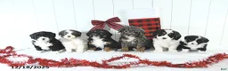 Mini Bernedoodle dogs for sale: Sylvester - Ad 3
