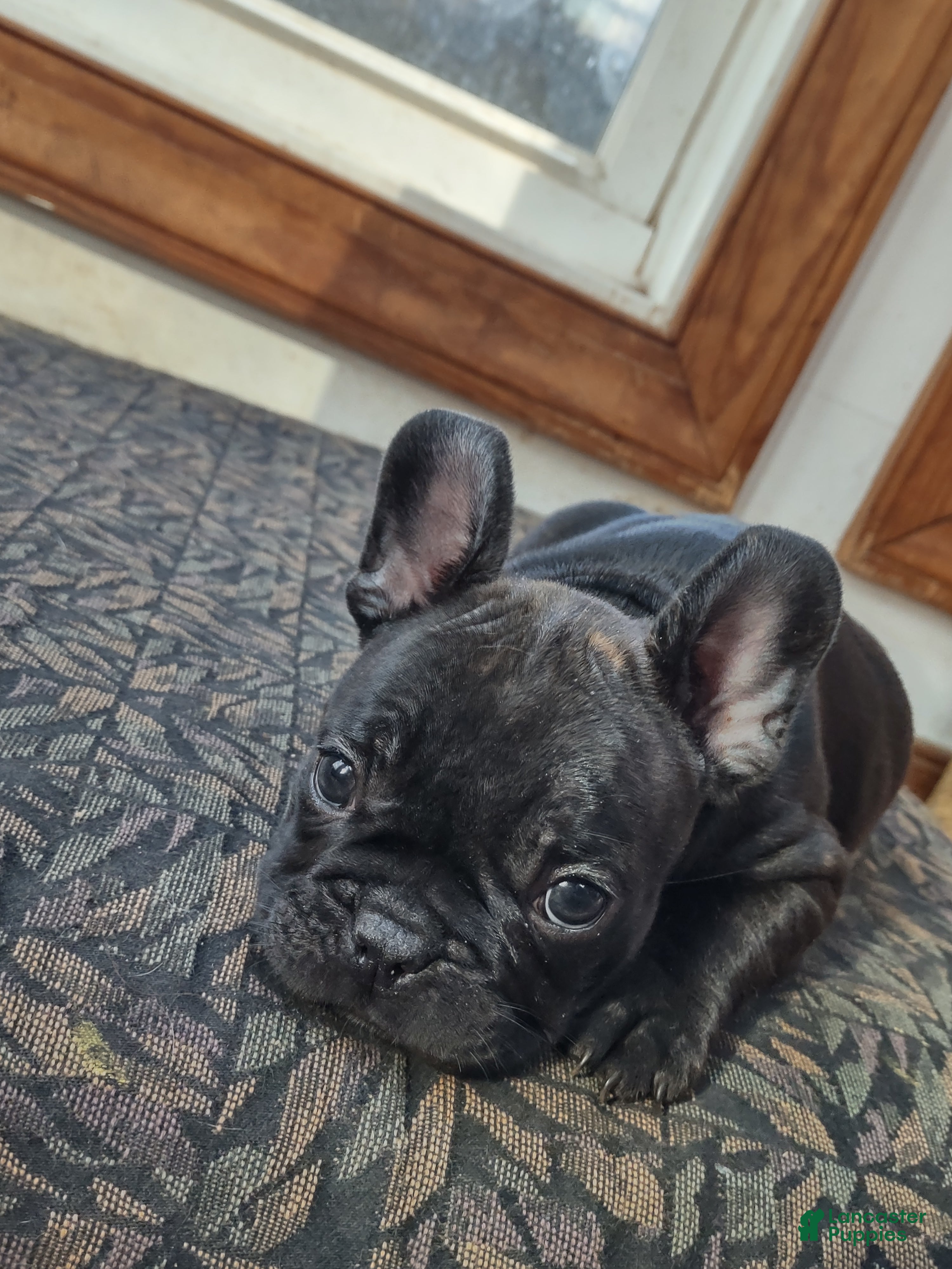 French Bulldog dogs French Bulldog Puppy 5 - Ad 6
