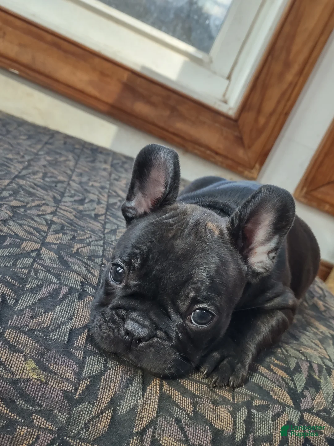 French Bulldog dogs for sale: French Bulldog Puppy 5 - Ad 1