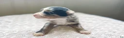 Mini Bernedoodle dogs for sale: Hollis - Ad 2