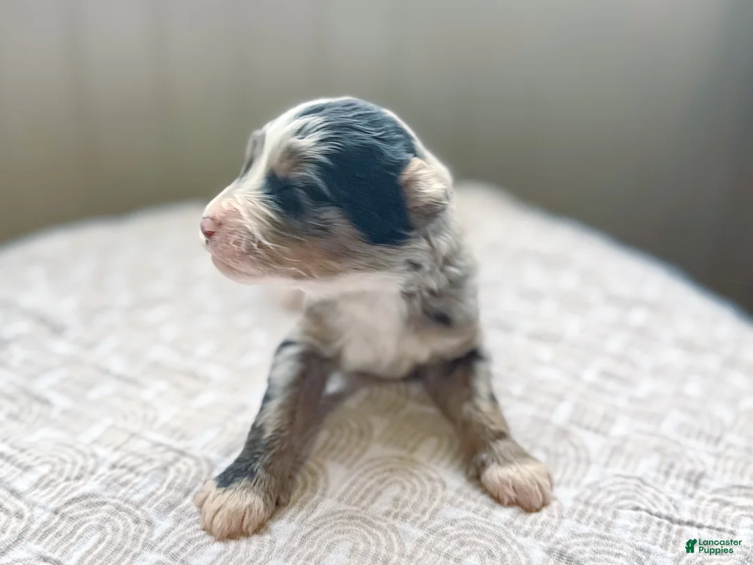 Mini Bernedoodle dogs for sale: Hollis - Ad 2