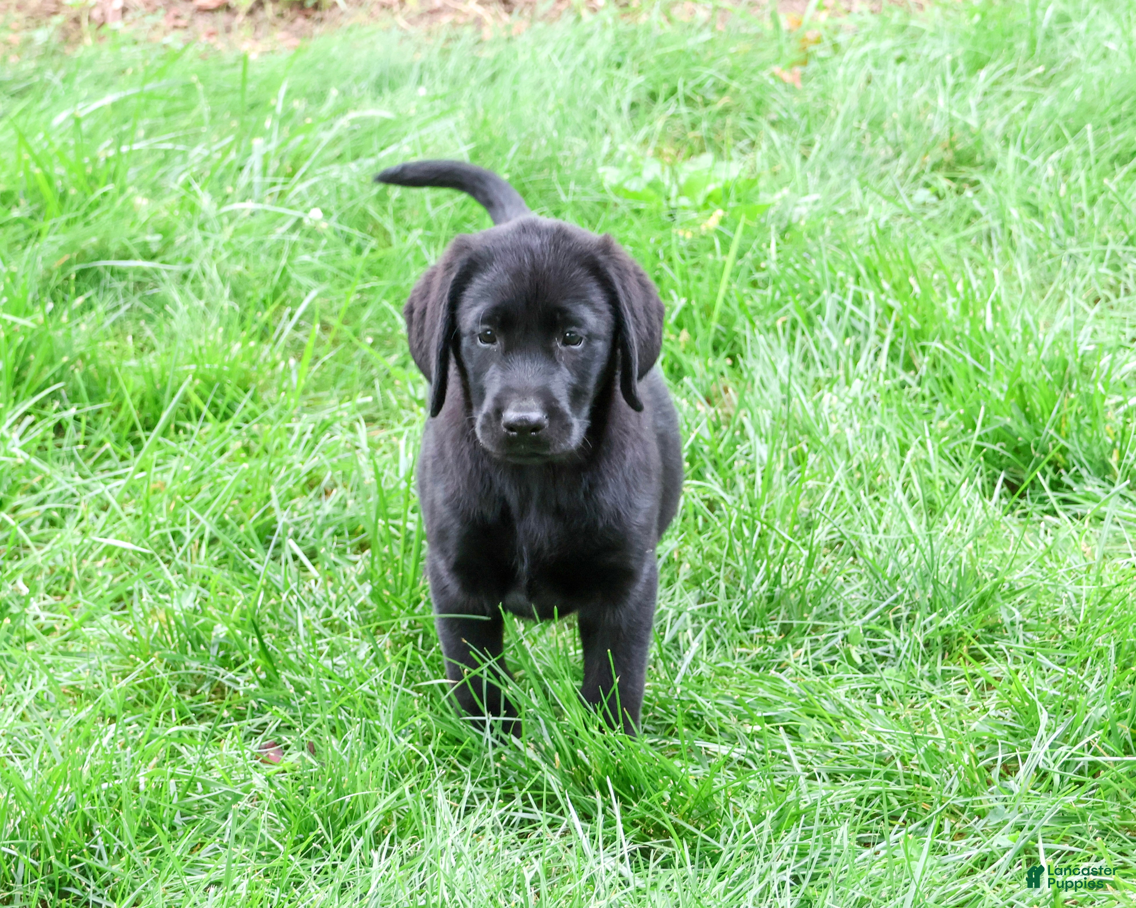 Labrador Retriever dogs Max - Ad 2