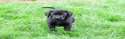 Labrador Retriever dogs for sale: Max - Ad 2