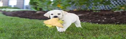 Labrador Retriever dogs for sale: Kathy - Ad 9