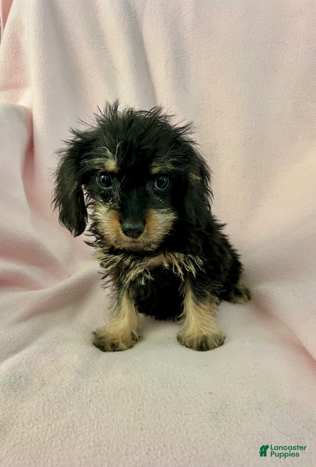 Mixed Breed dogs for sale: Danny Boy-Cava-Yorkie - Ad 1