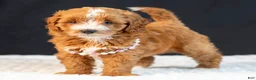 Mini Goldendoodle dogs for sale: Sage - Ad 2