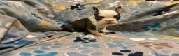 French Bulldog dogs for sale: French Bulldog Puppy 4 - Ad 2