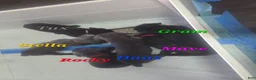 Cane Corso dogs for sale: Tux - Ad 7