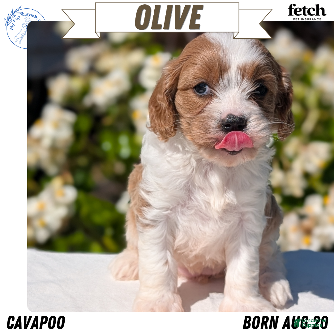 Olive