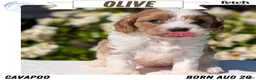 Cavapoo dogs for sale: Olive - Ad 1