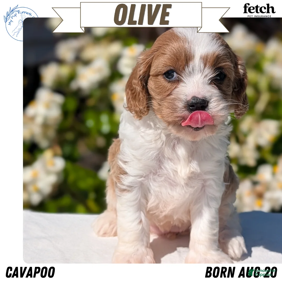 Cavapoo dogs for sale: Olive - Ad 1