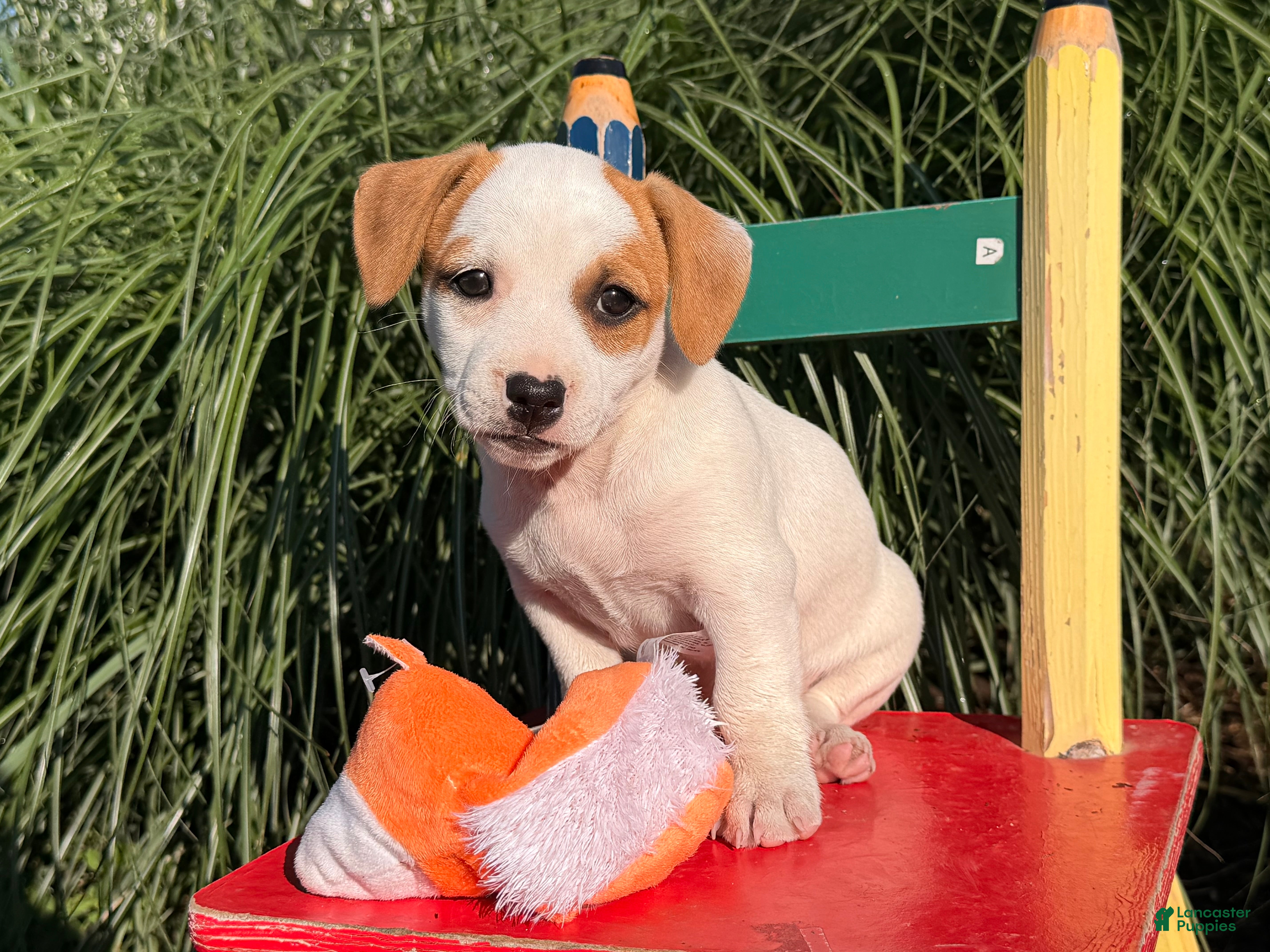 Jack Russell Terrier dogs Pansy - Ad 1