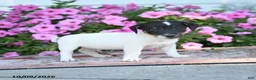 Jack Russell Terrier dogs for sale: Friedrich - Ad 2