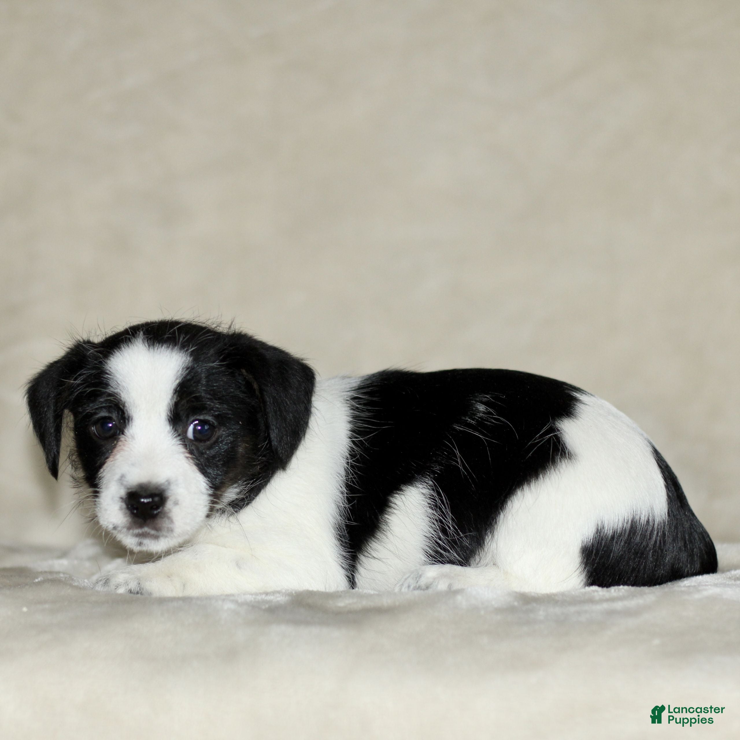 Mixed Breed dogs Lilac  - Ad 2