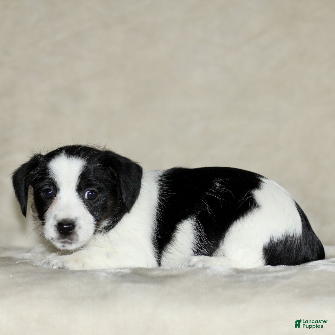 Mixed Breed dogs for sale: Lilac  - Ad 2