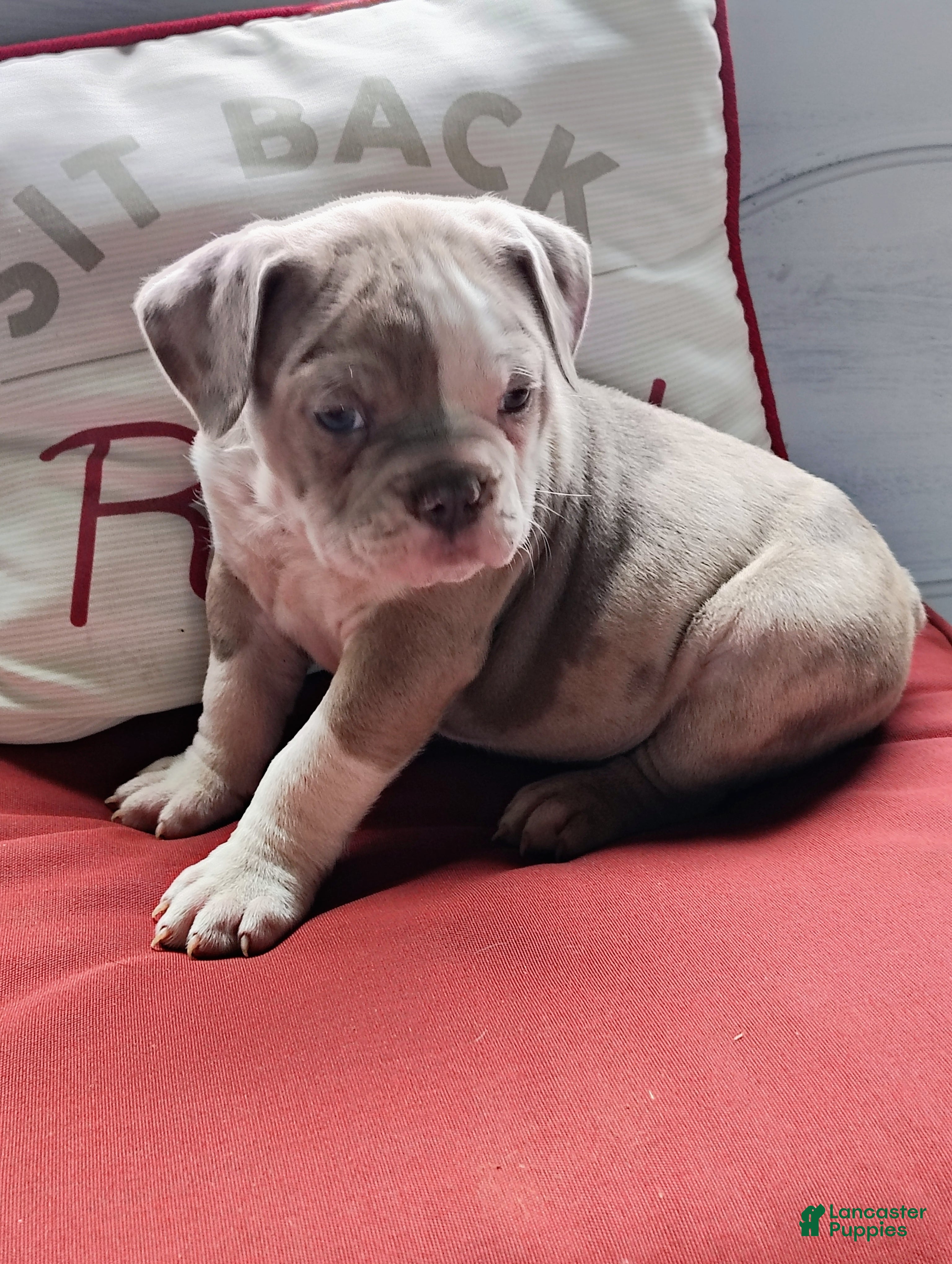 Olde English Bulldogge dogs Benji - Ad 26