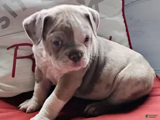 Olde English Bulldogge dogs Benji - Ad 23