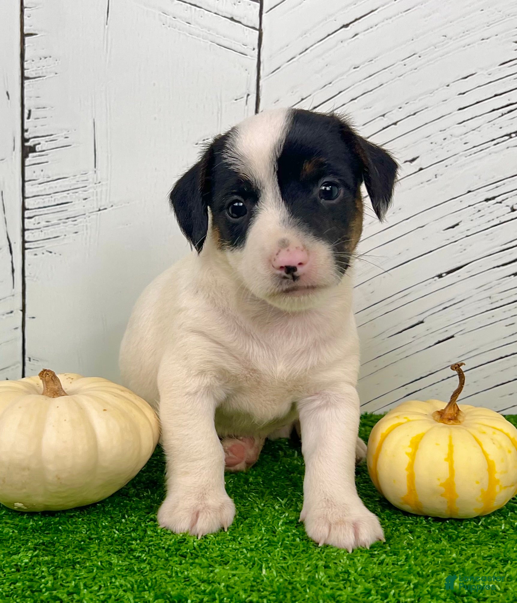 Black And White Jack Russell Puppy Smooth Coated Black And White