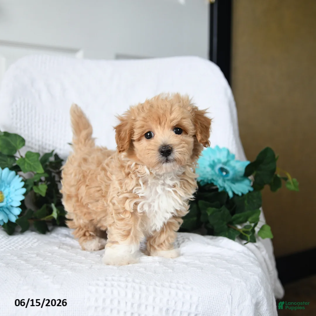 Maltipoo dogs for sale: Kenny - Ad 3