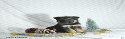German Shepherd dogs for sale: Bella   - Ad 5