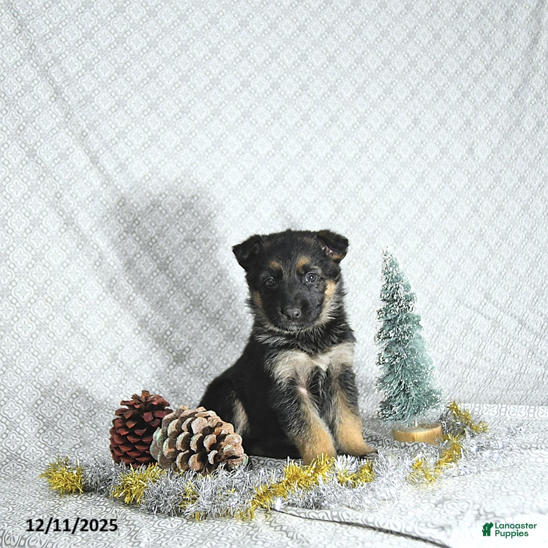 German Shepherd dogs for sale: Bella   - Ad 5