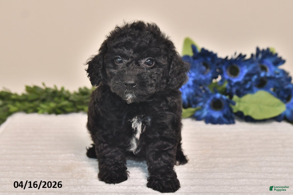 Miniature Poodle dogs Chloe - Ad 2