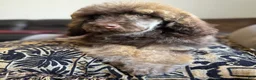 Standard Poodle dogs for sale: Hazel - Ad 5
