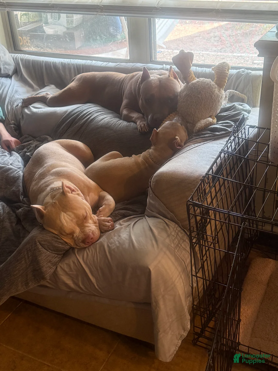 American Bully dogs for sale: American Bully Puppy 1 - Ad 8